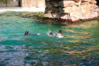 Imagine atasata: Zoo Berlin 0517.JPG